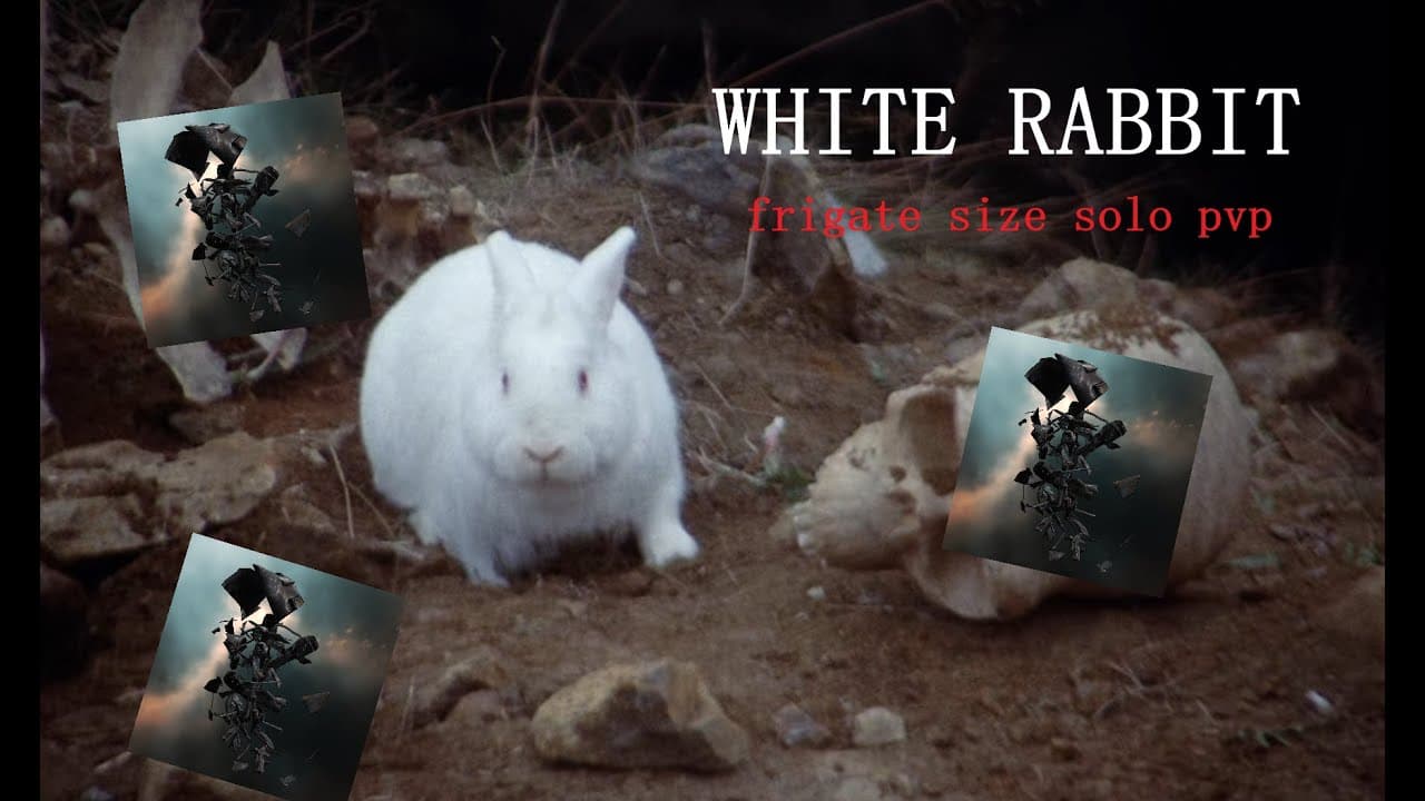 White rabbit : Frigate solo pvp